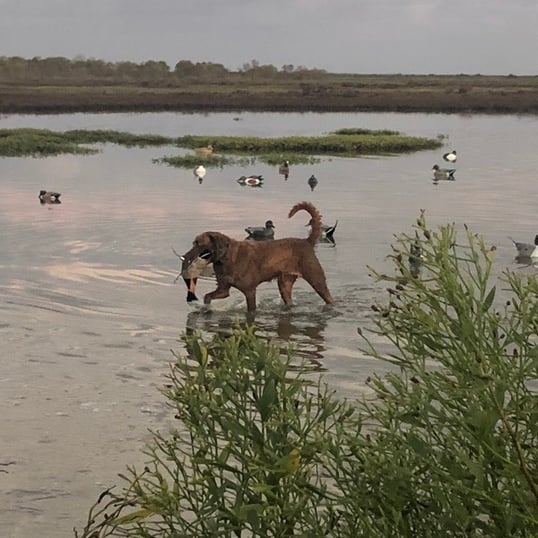 Duck Hunting On The Texas Coast