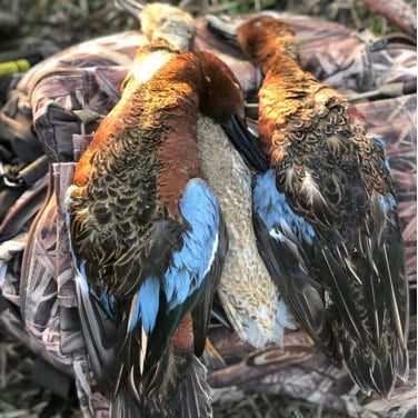 Blue Winged Teal Texas Coast