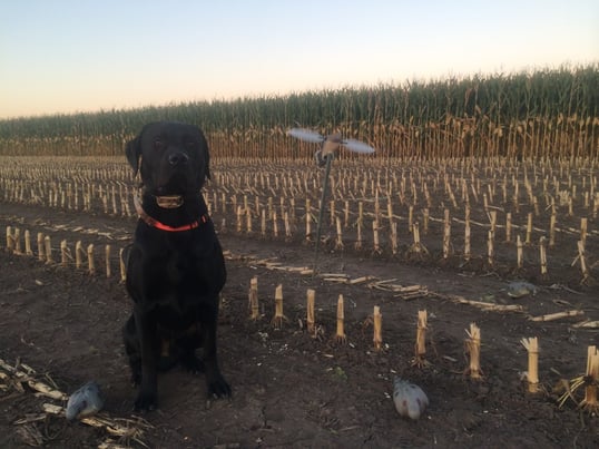 Dexter Dove Hunting In Corn Field