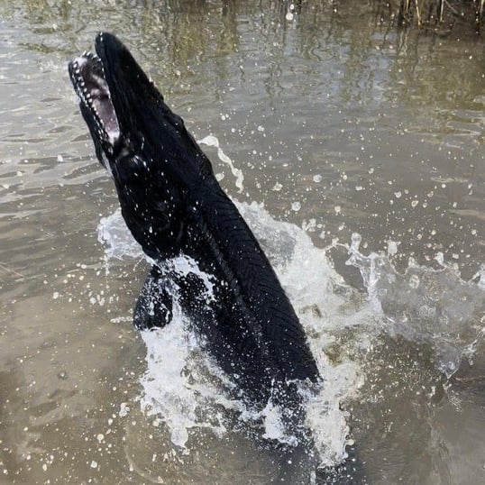 Black Alligator Gar From Captain Justin