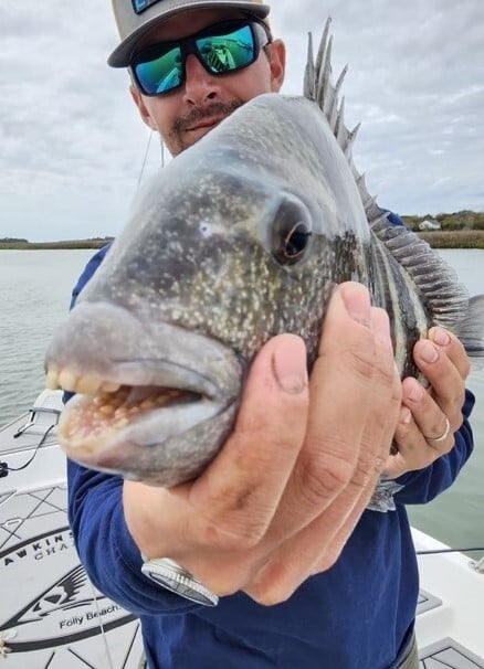 Sheepshead Teeth