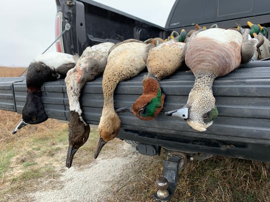 Ducks From A December Duck Hunt