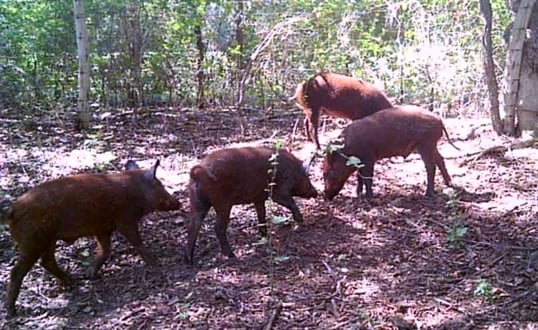 Feral Pigs in a River Bottom on the Texas Prairie