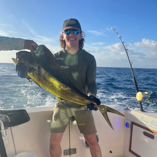 Dorado Fishing In Cabo San Lucas