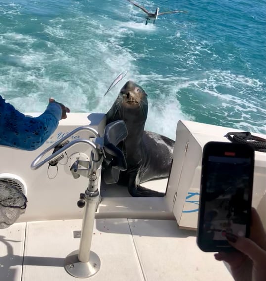 Sea Lion Catching Fish in Cabo