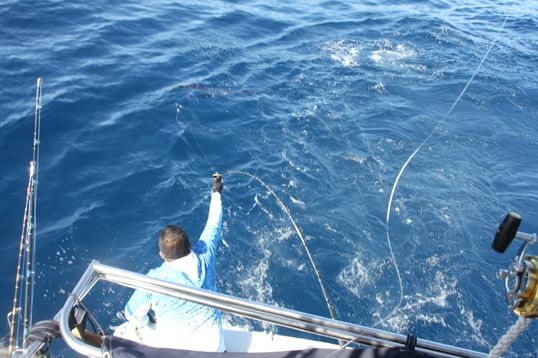 Striped Marlin Fighting Behind The Boat