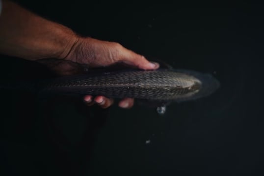 Ryan Rodgers Releasing a Redfish