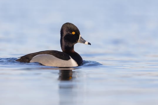 Ring-Necked Duck Matt Misewicz