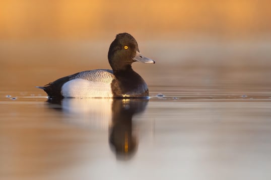 Lesser Scaup Matt Misewicz