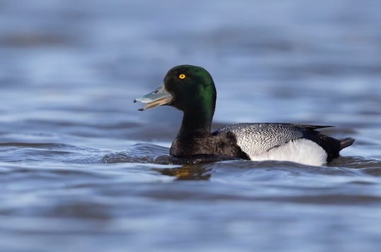 Greater Scaup Matt Misewicz