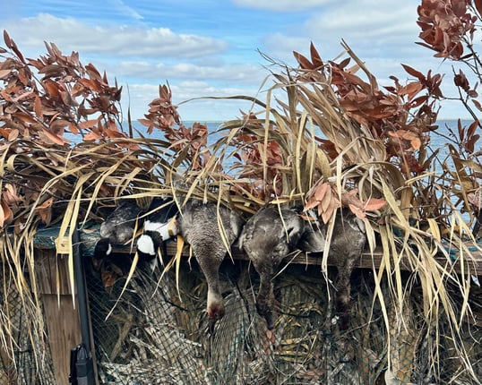 Port Aransas Ducks