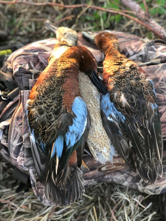 Duck Hunting Two Teal