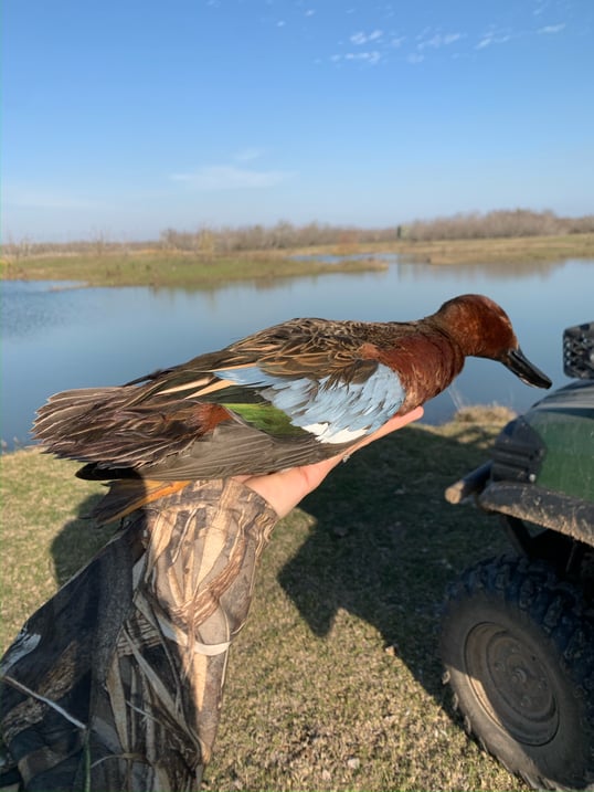 A Cinnamon Teal duck