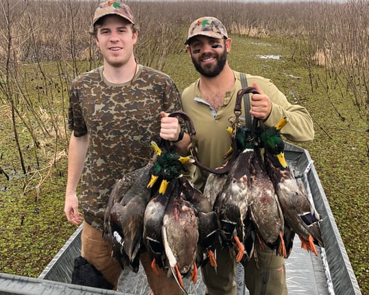 Limit of Green head Mallard Ducks