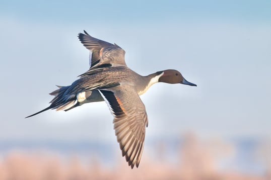 Northern Pintail Duck flying