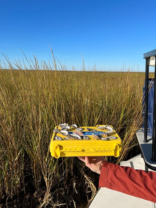 gulf oysters in the marsh