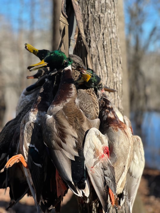 mallard hunting stuttgart arkansas