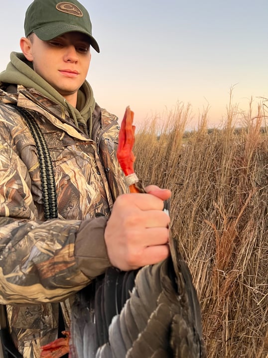 banded specklebelly goose