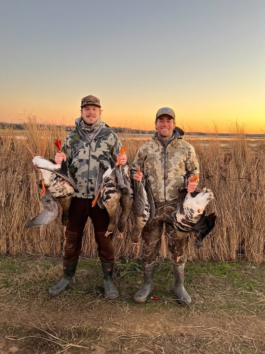 specklebelly goose hunting