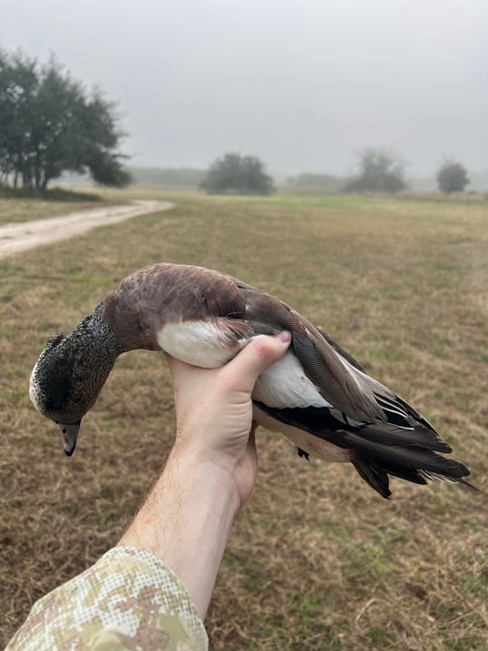 american wigeon