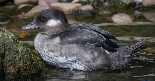 Female Bufflehead Duck