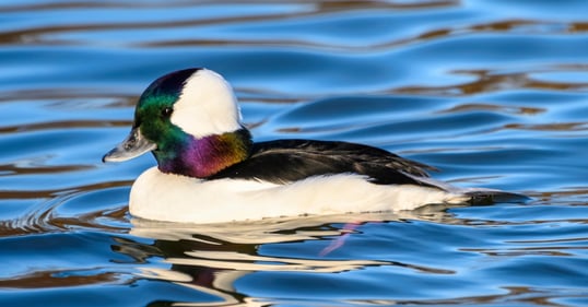 Male Bufflehead Duck