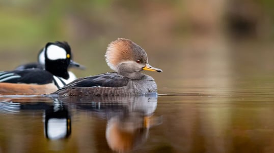 Female Hooded Merganser