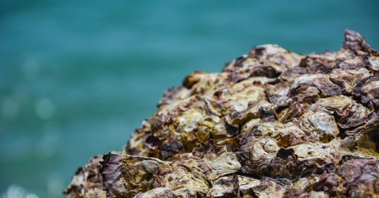 Oyster Reef