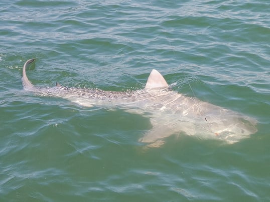 Tigershark fishing in Galveston