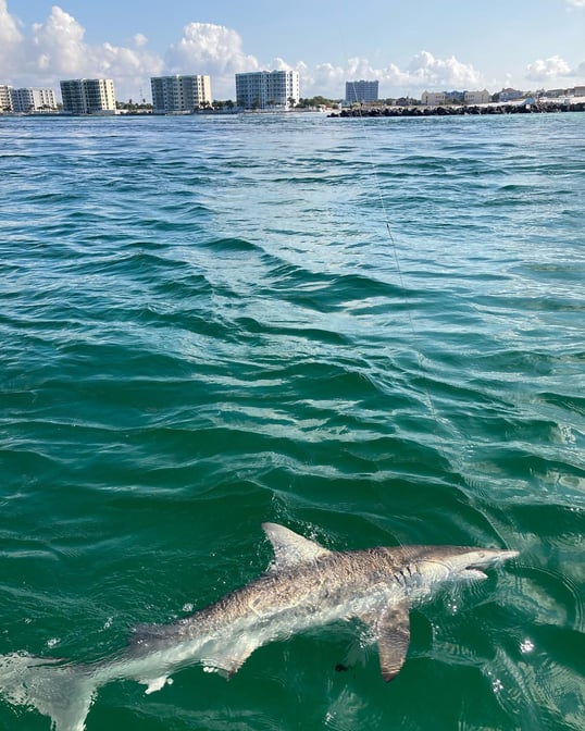 Shark fishing in Destin Harbor