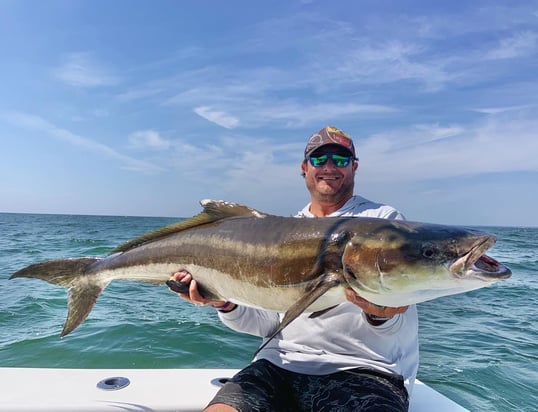 virginia beach cobia