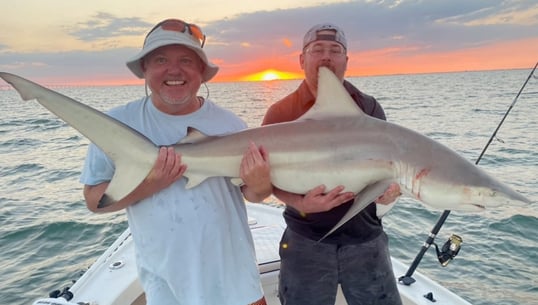 Blacktip Shark Caught In Tampa