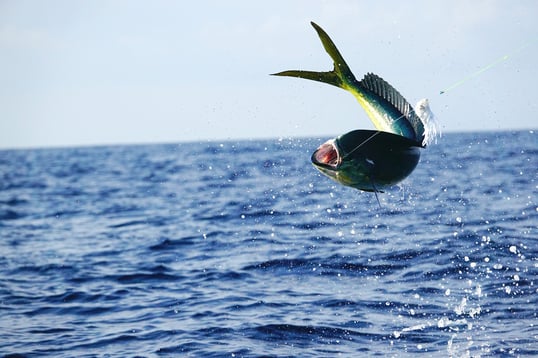 mahi mahi jumping