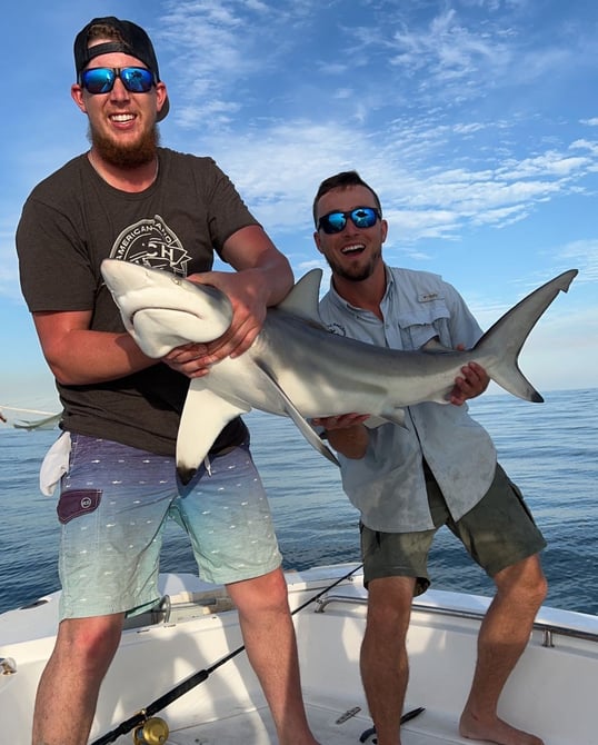 Shark fishing in the Gulf