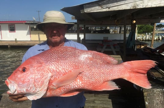 Red snapper gulf of mexico