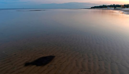 Flounder At Low Tide