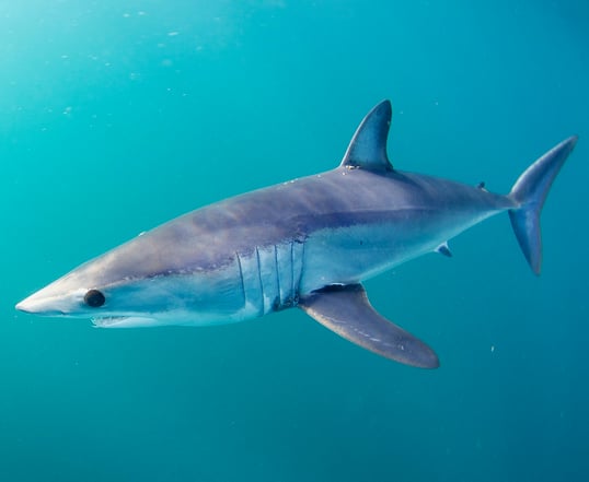 Mako Shark Swimming