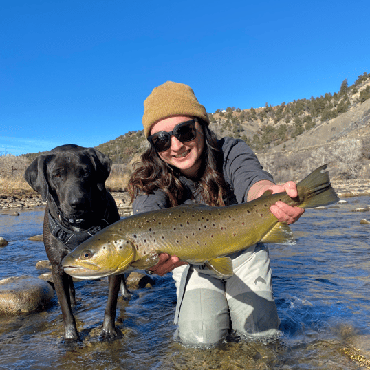 Brown Trout