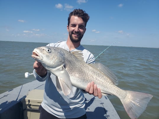 Black drum in corpus christi