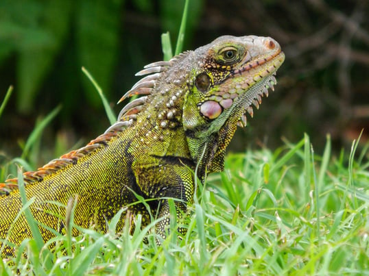 iguana grass