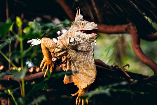 tree iguana