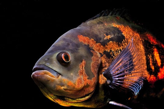 Invasive Oscarfish