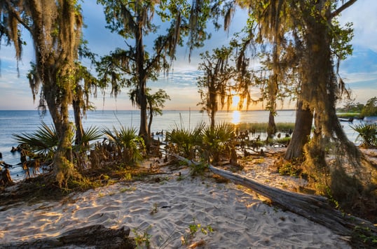 Swamp land in Lousiana