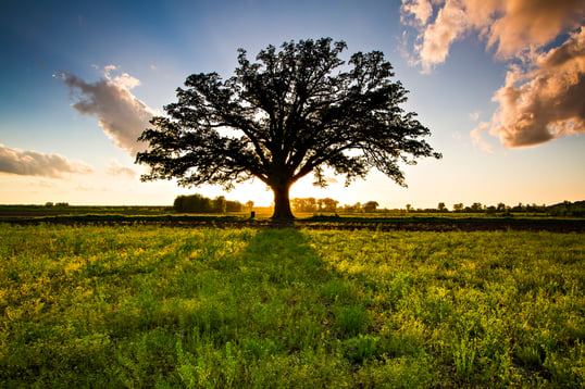 Farm field in Missouri