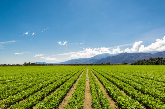 Farm field in California