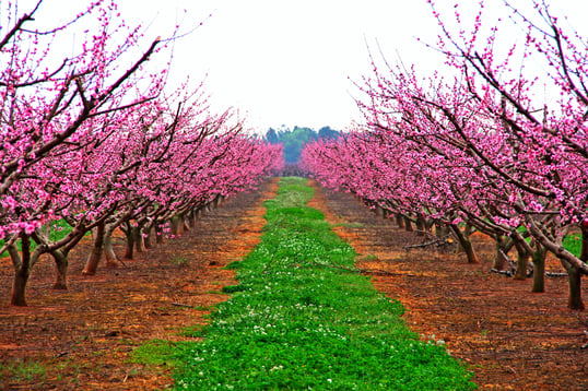 Farm land in Georgia