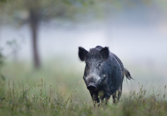 Wild Hog In Foggy Field