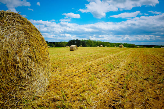 Farm field in North Carolina