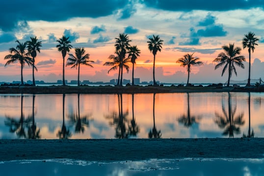 Palm Trees In Miami FL