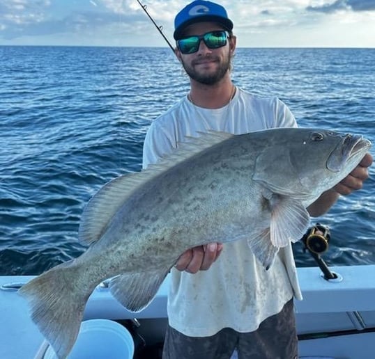 Gag grouper caught in the Gulf of Mexico
